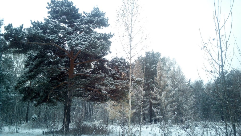 Запорошило.