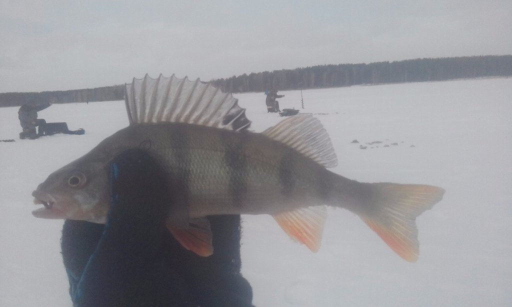 Шарапский окушок