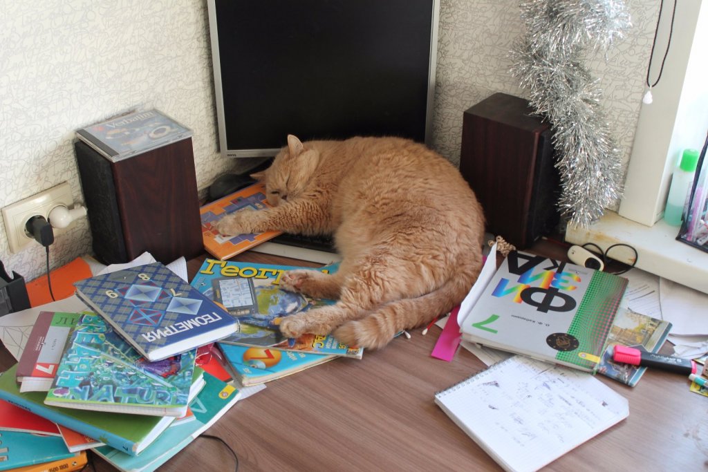 Кот-ученый