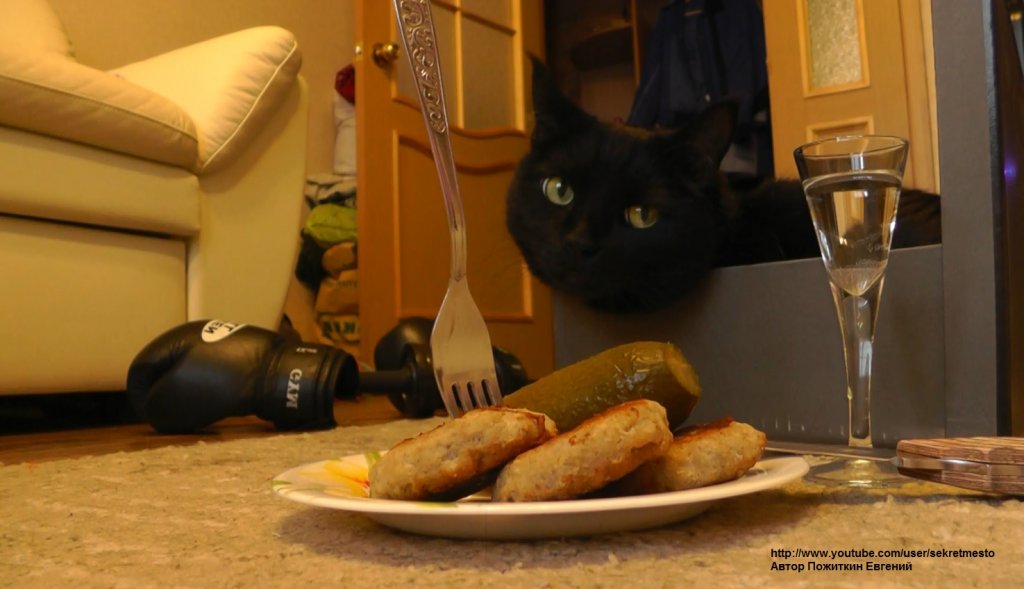 Жизнь кота удалась