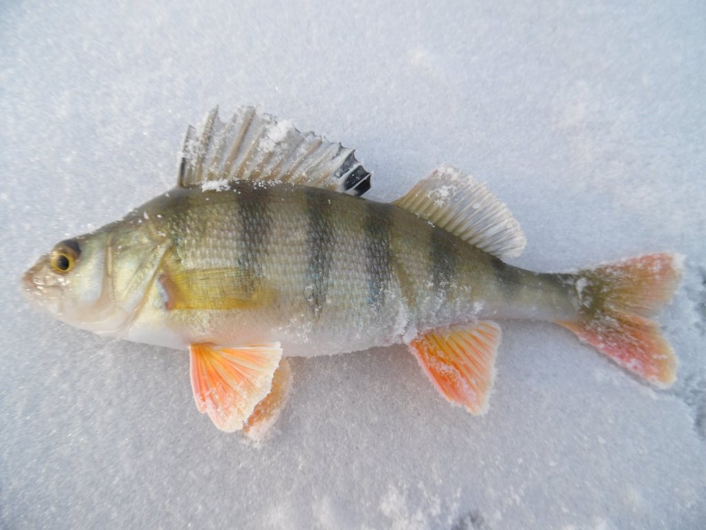 Ордынский окунишка.