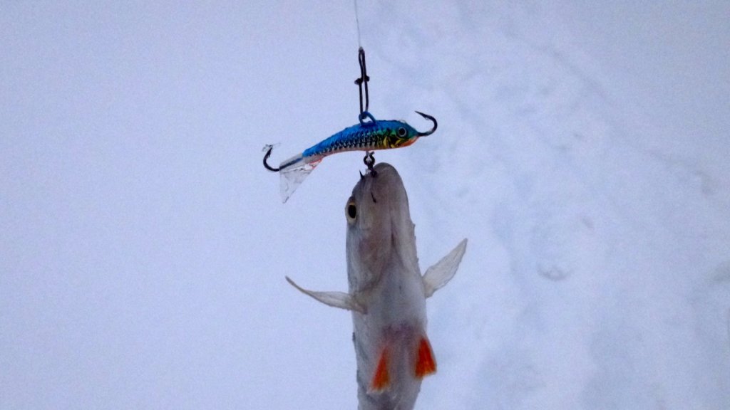 Глухозимье со Strike Pro Dolphin Ice 30 mm. 1