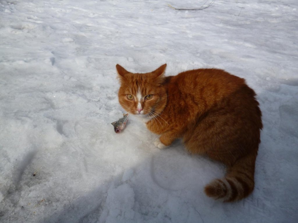 Затонский попрошайка!!!
