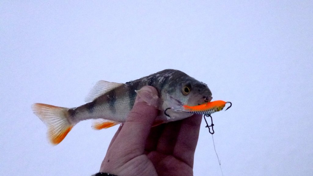 Глухозимье со Strike Pro Dolphin Ice 30 mm. 2