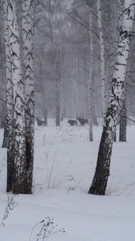 Лоси.