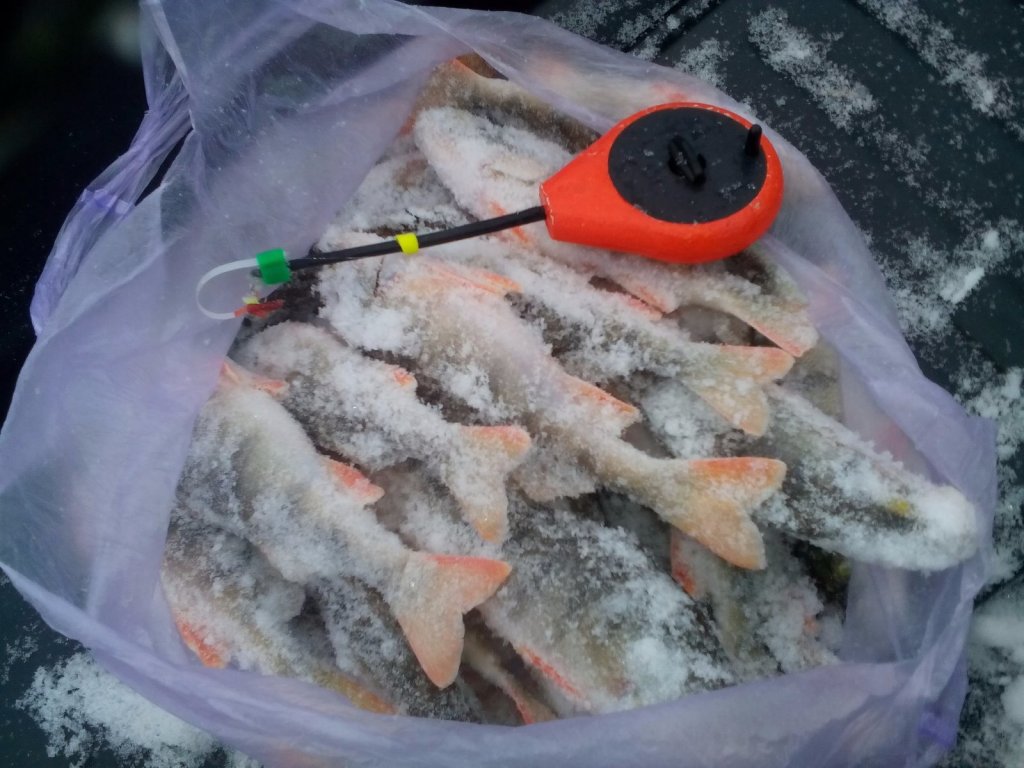 Новогодние окуньки.