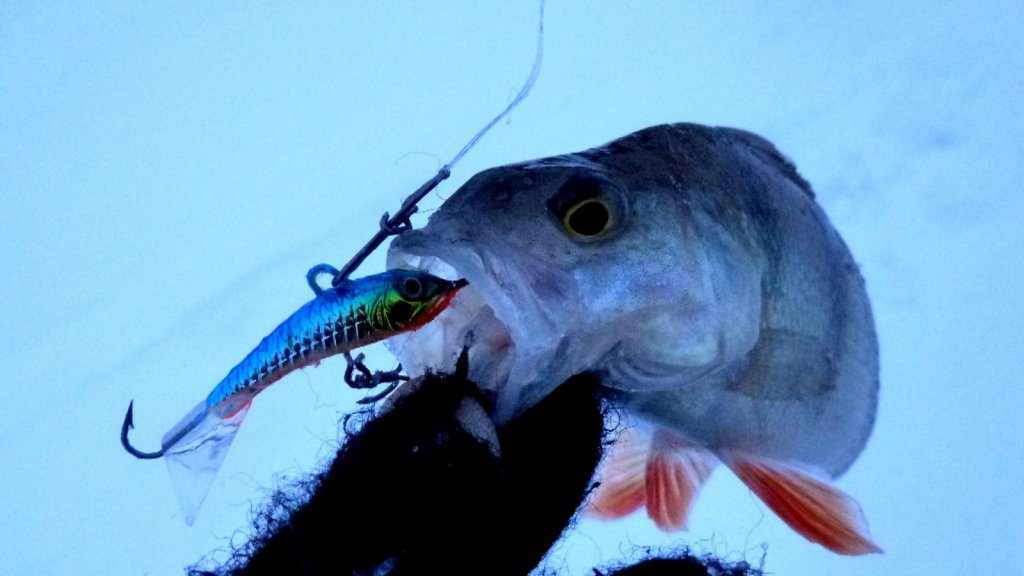 Strike Pro Dolphin Ice вальнул полосача.