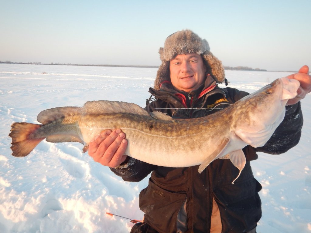 Рекордный налим на 6 кг