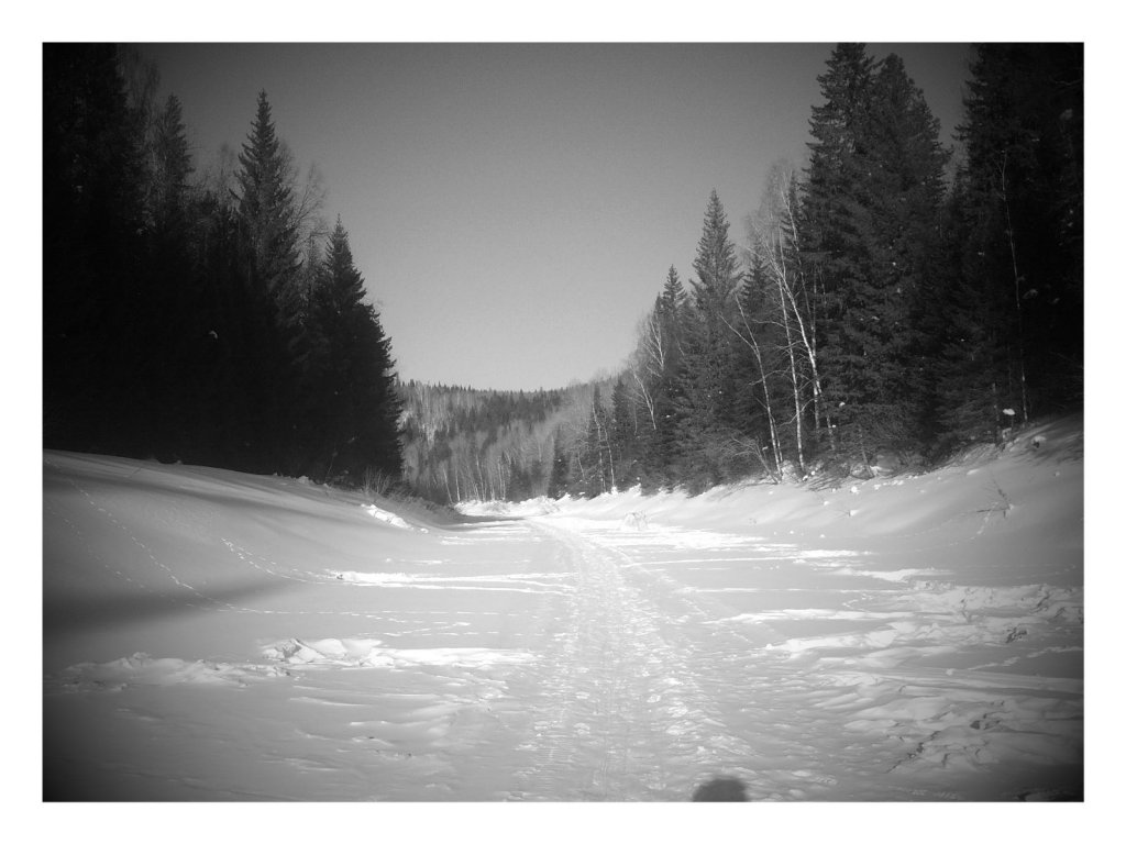 Черно белая Тайга.