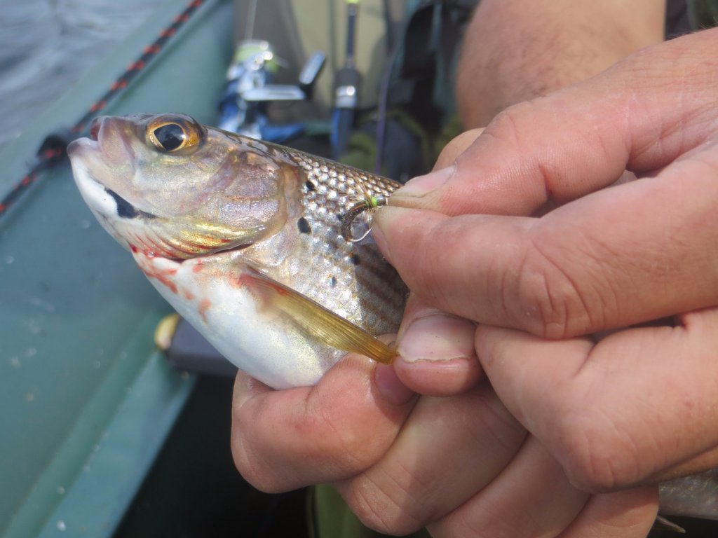 Хариус