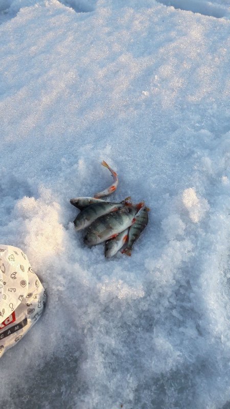 Полосатики затонские