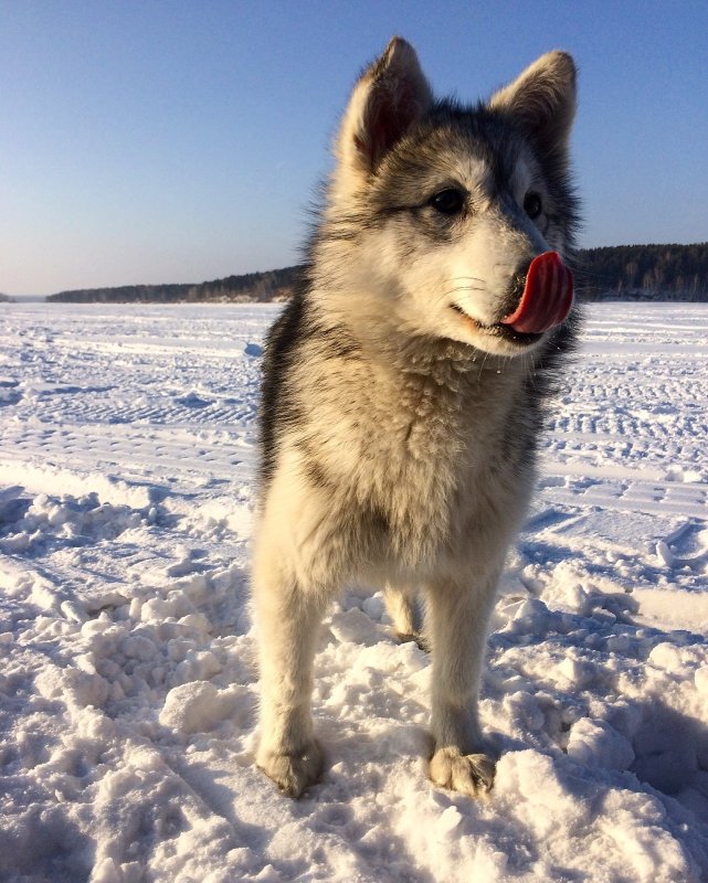 Дружок с Морозово