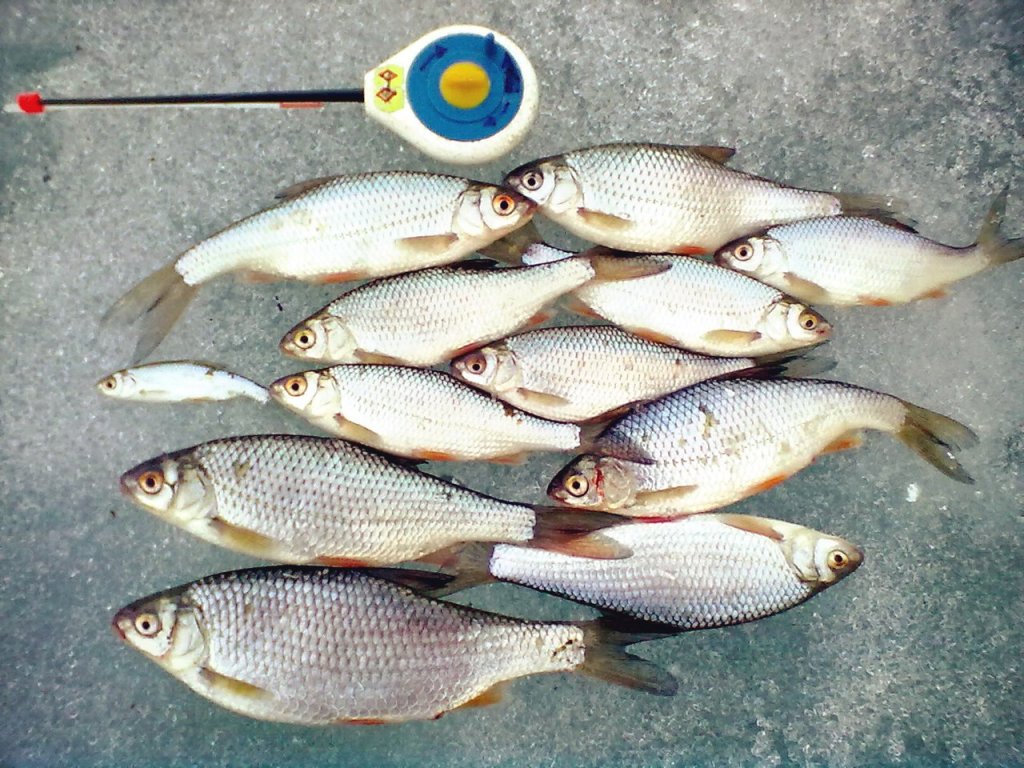 Море,чертик и сорога.