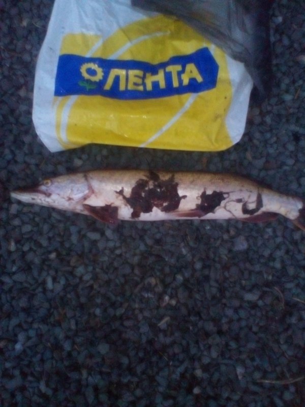 открыл сезон.