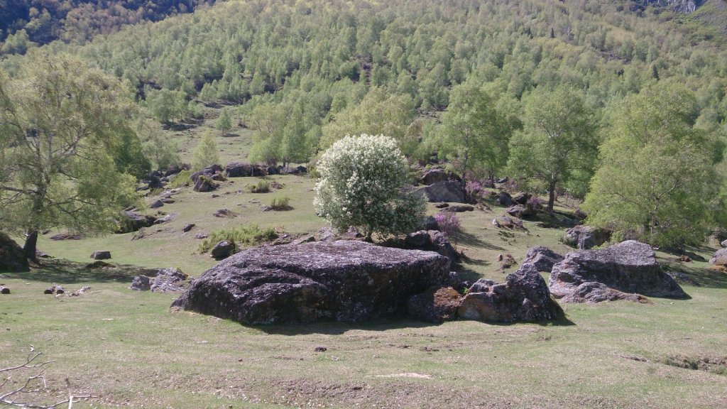 И на камнях растут деревья