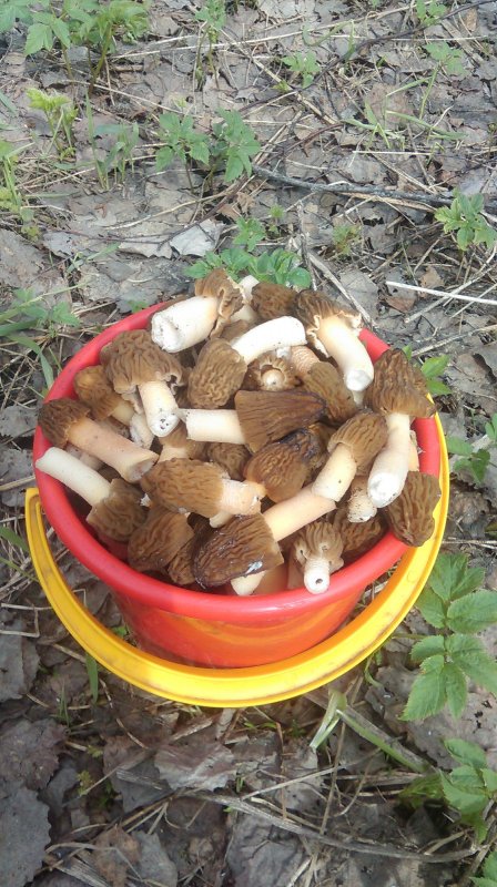 Удачное начало грибного сезона
