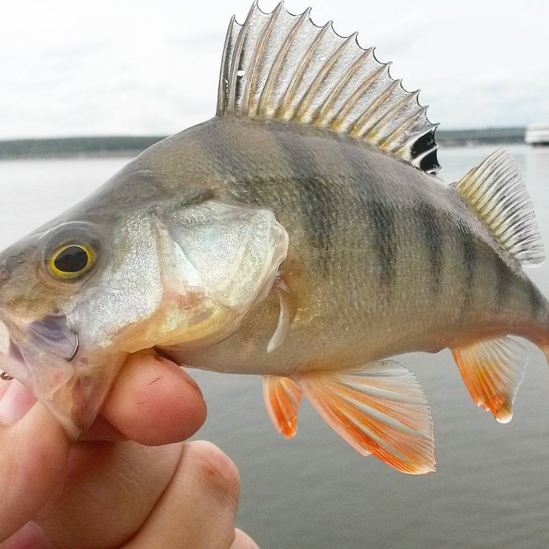 PERCH