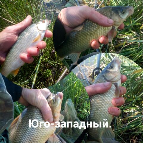 Городские карасики и плотва.
