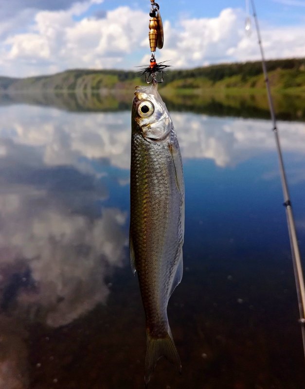 Хищник :-)
