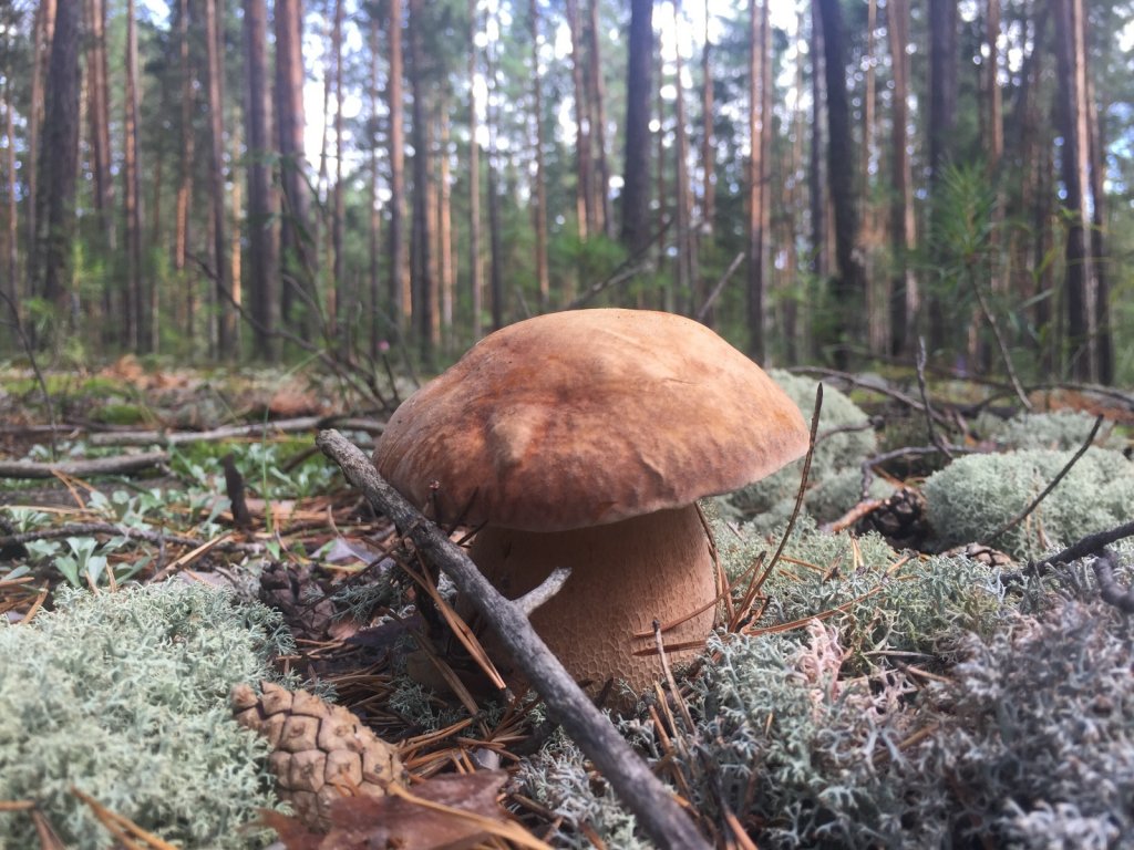 Грибочки