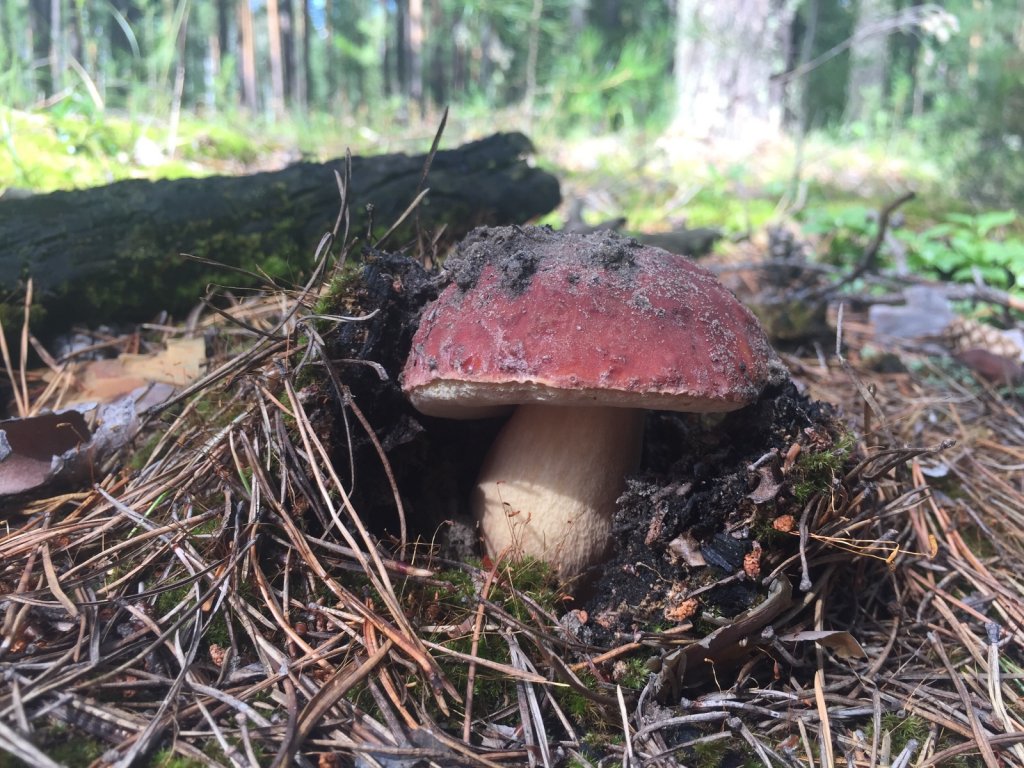 Грибочки