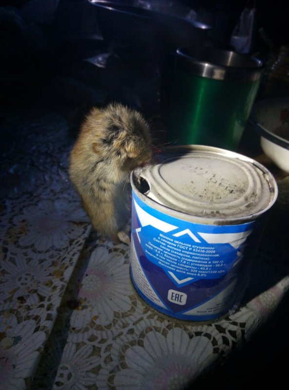 Случай в избушке на зимней рыбалке в Якутии