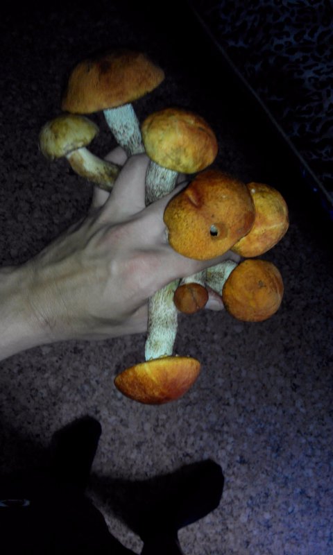 Пашинские подосиновики...