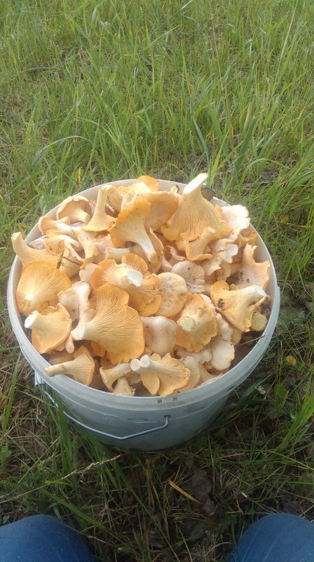 И лисички для разнообразия