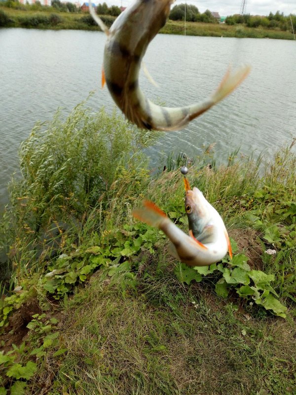Дуплет.