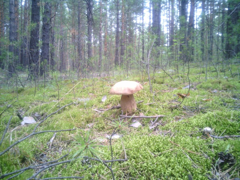 Каракан радует 4