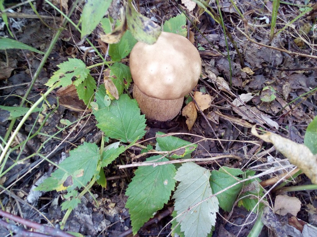 Белячок.