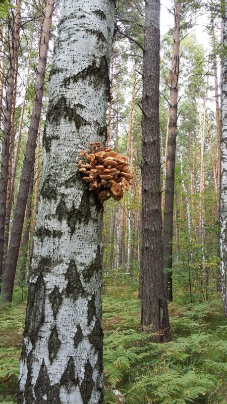 Щедрая осень