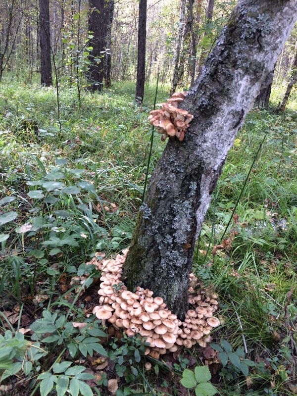 по дороге на рыбалку