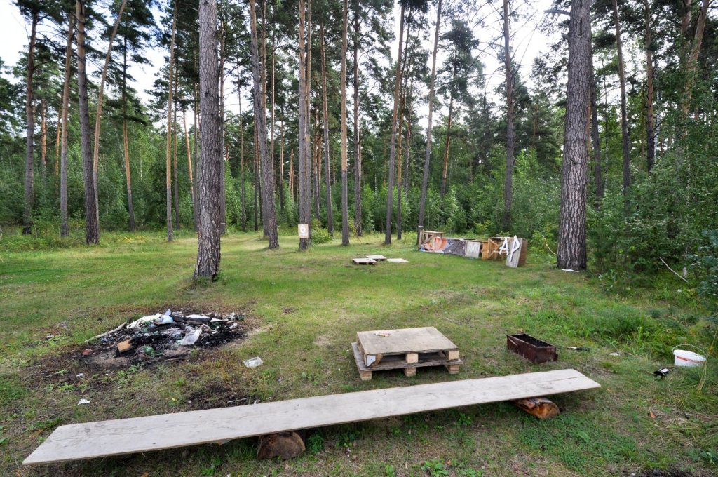 Свиньи в сосновом лесу-2. Берег обского моря недалеко от базы На Камнях