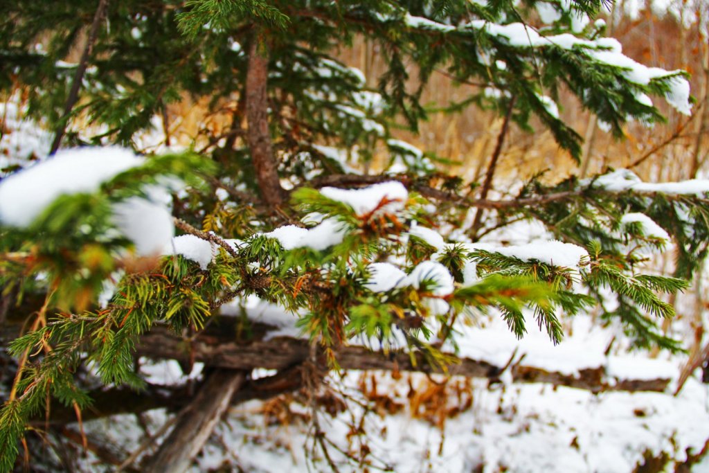 Winter is coming