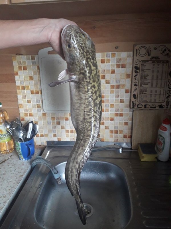 На Матвеевских разливах