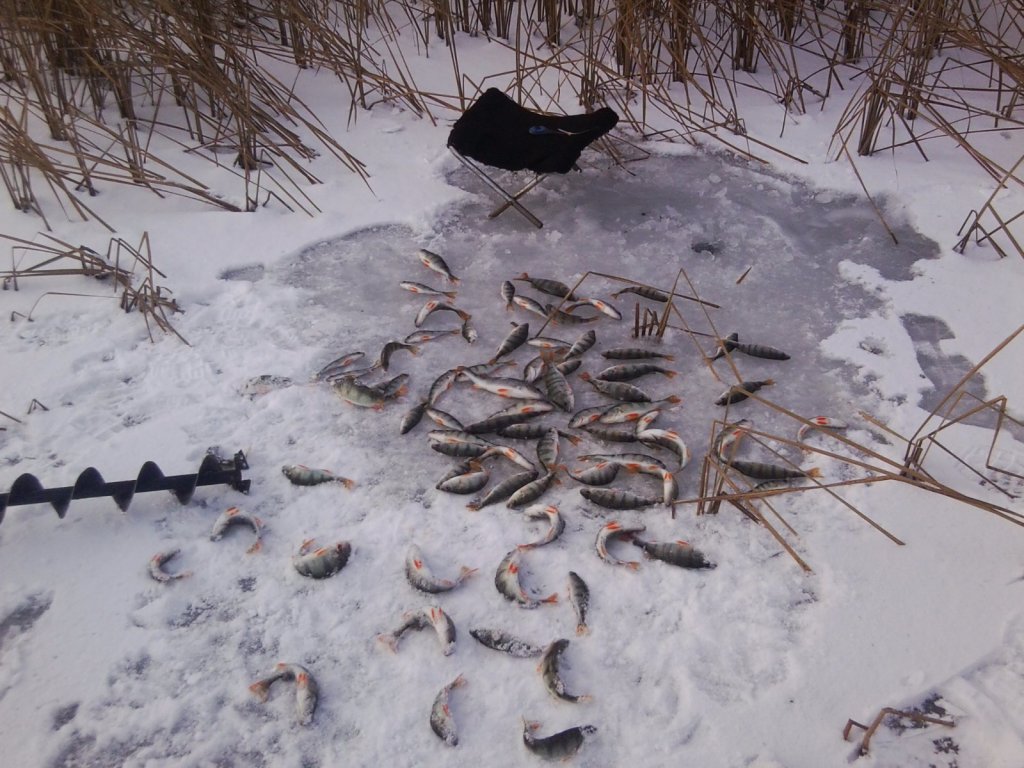 Ловля в камыщах