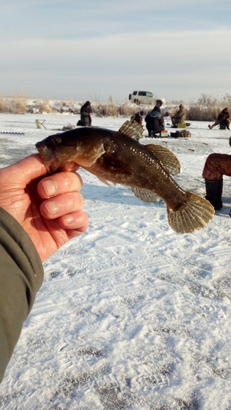Головешка.