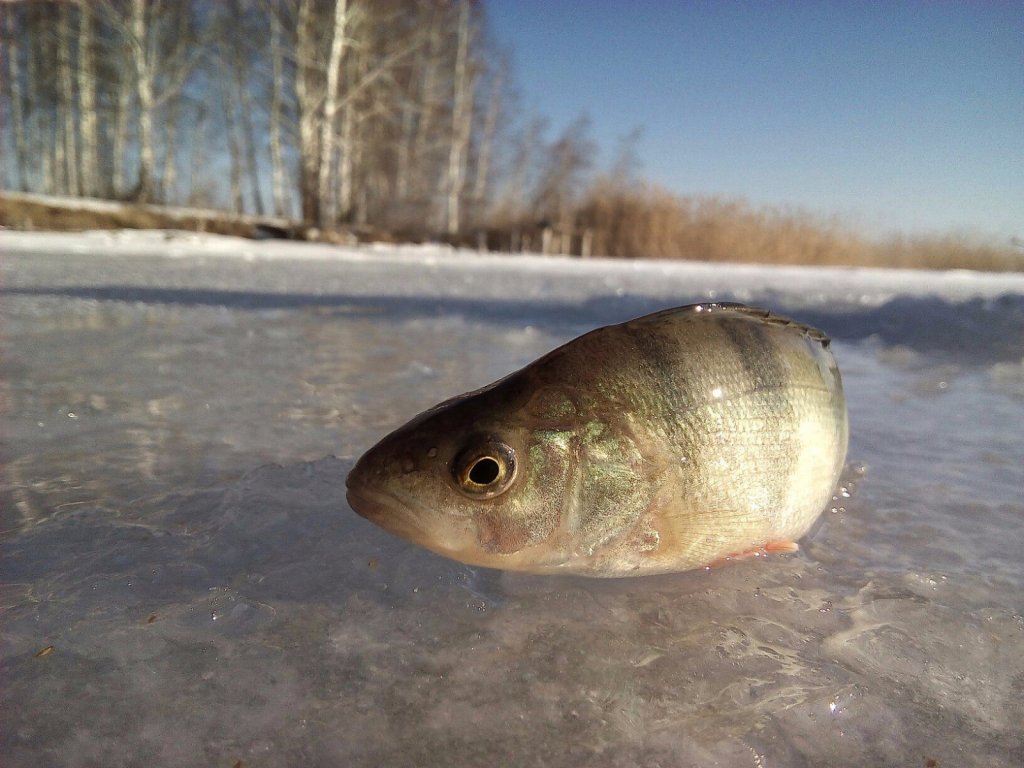 Шарапский полосатик