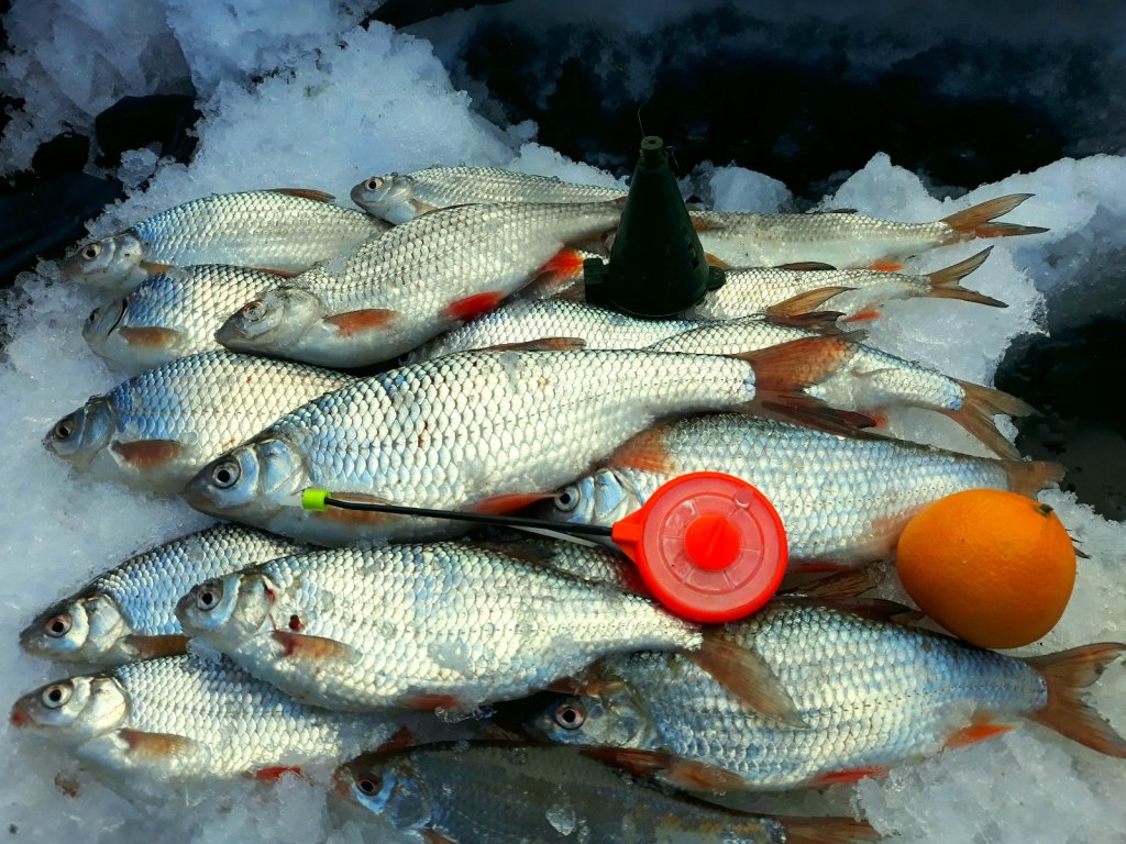 Сегодняшний улов