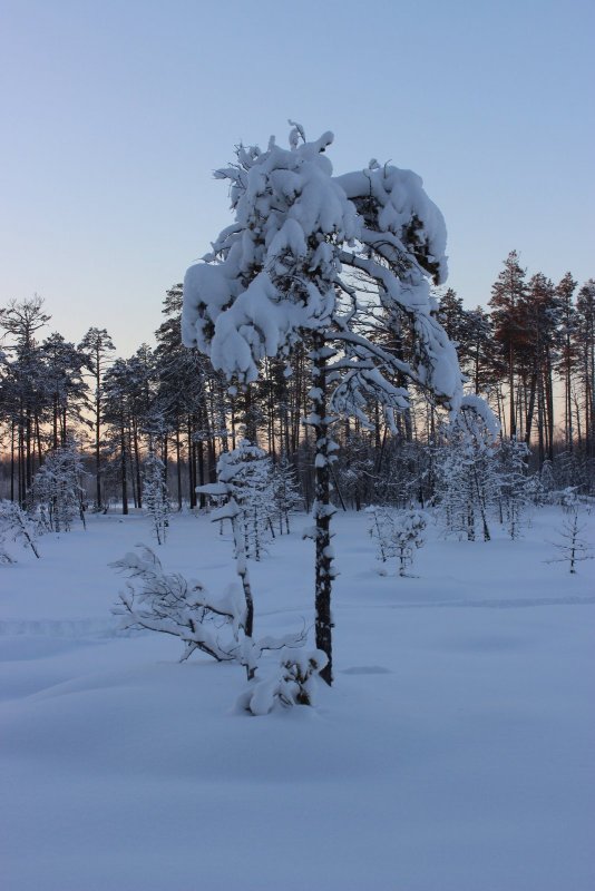Сибирская пальма)