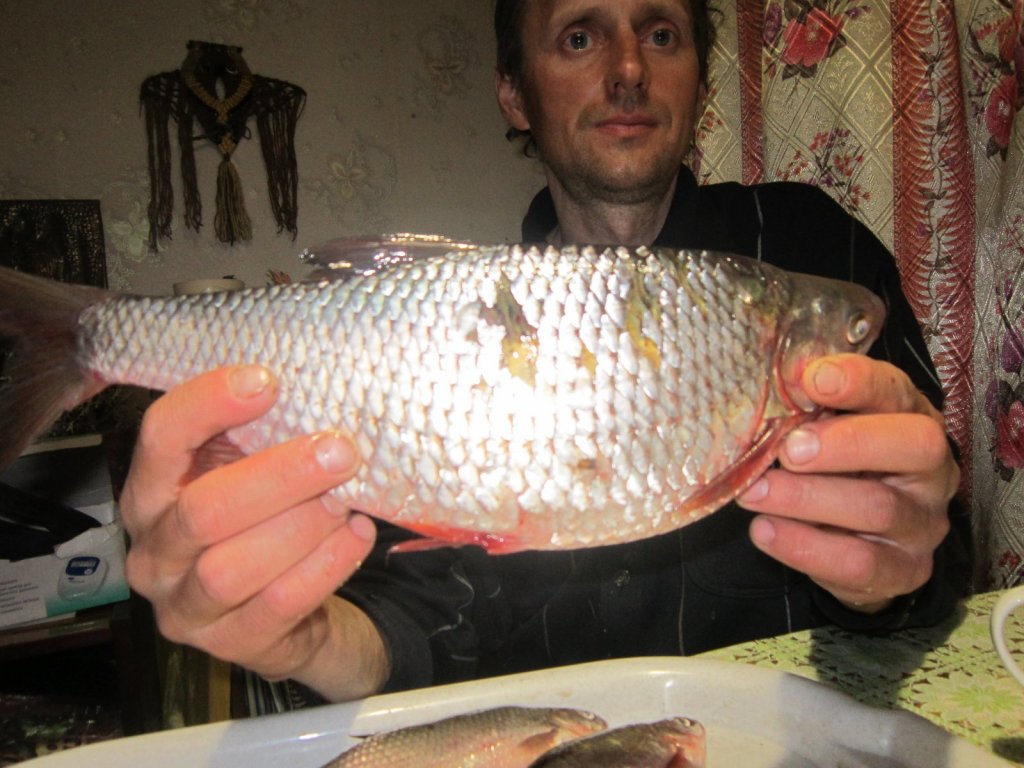 Тань- Ваньская сорога. 590 грамм