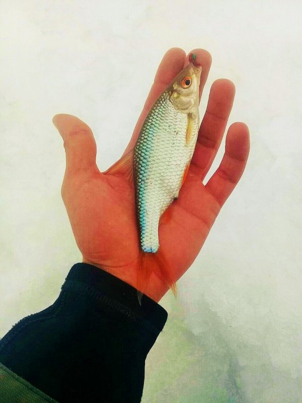 Криводановская Плотвица.