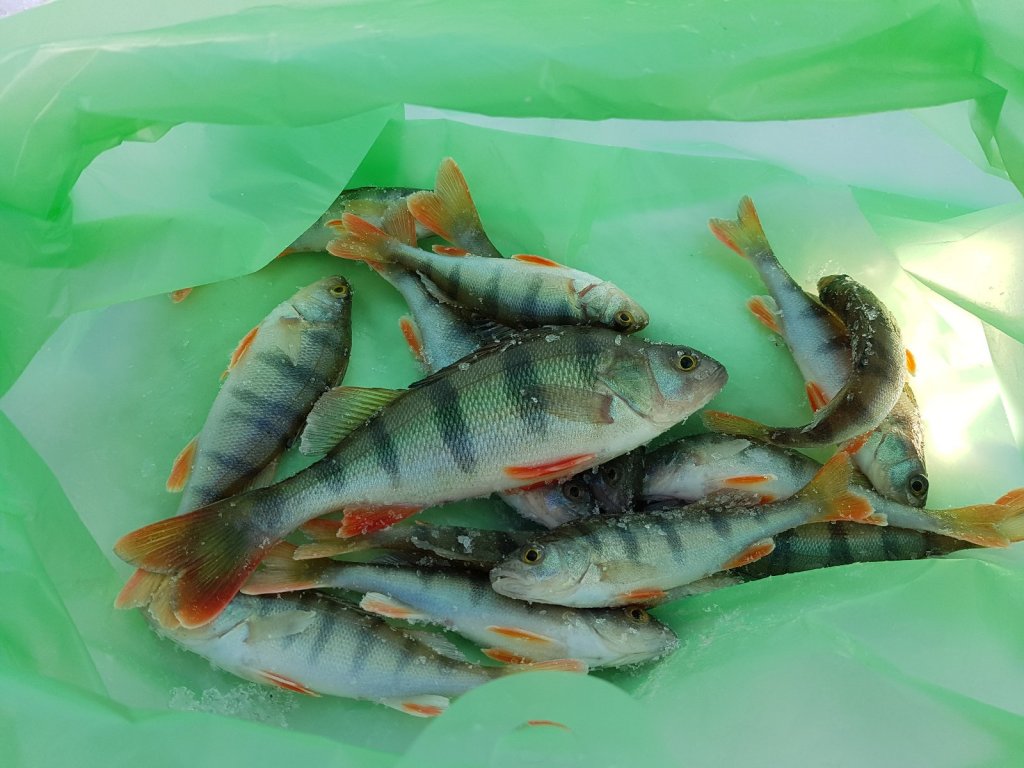 Кубок фишингсиб онлайн