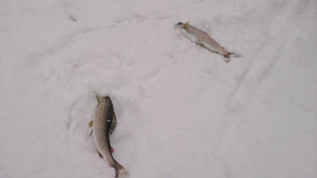 Хариус