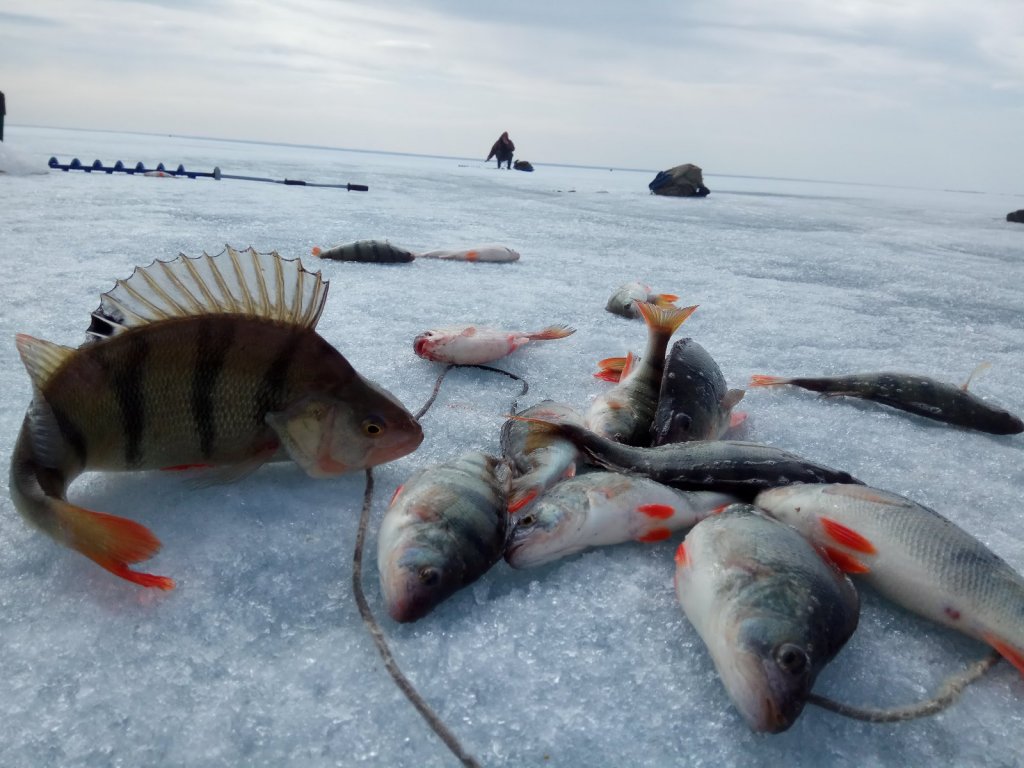 Морской красавчик