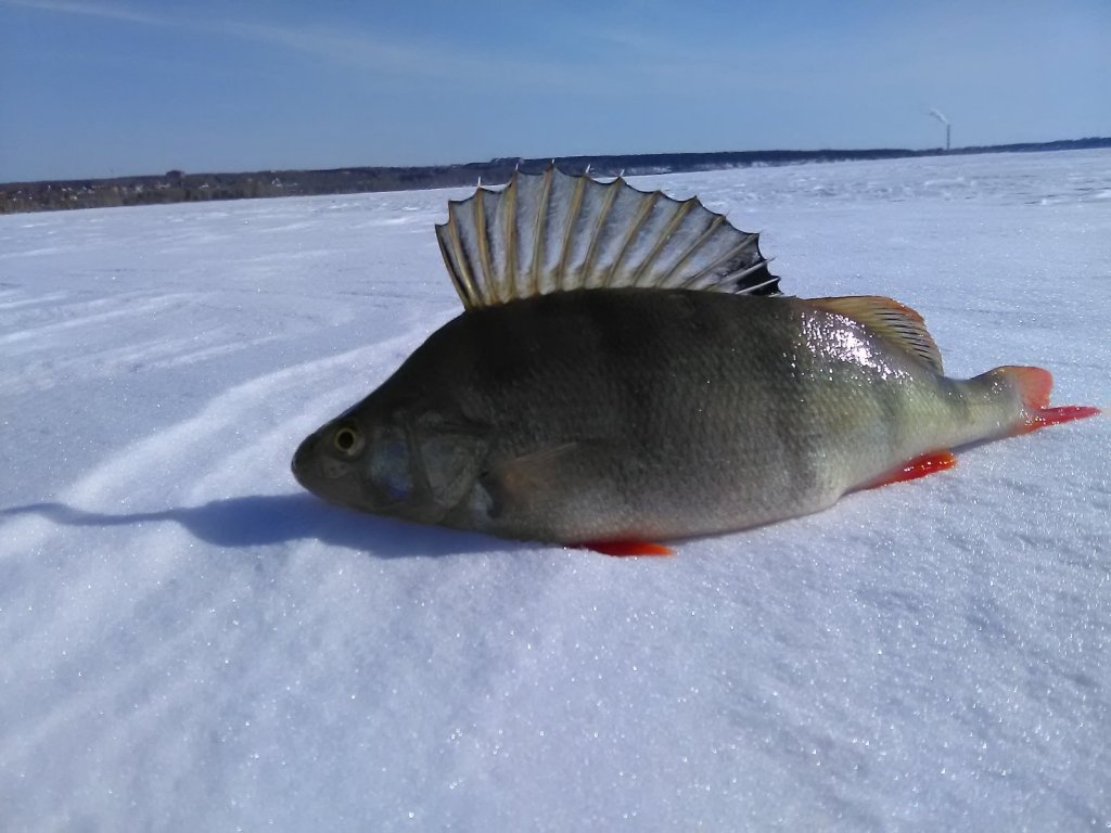 300 грамовик .