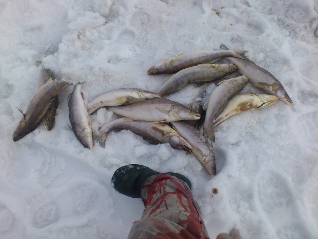 Браконьеры в Морском