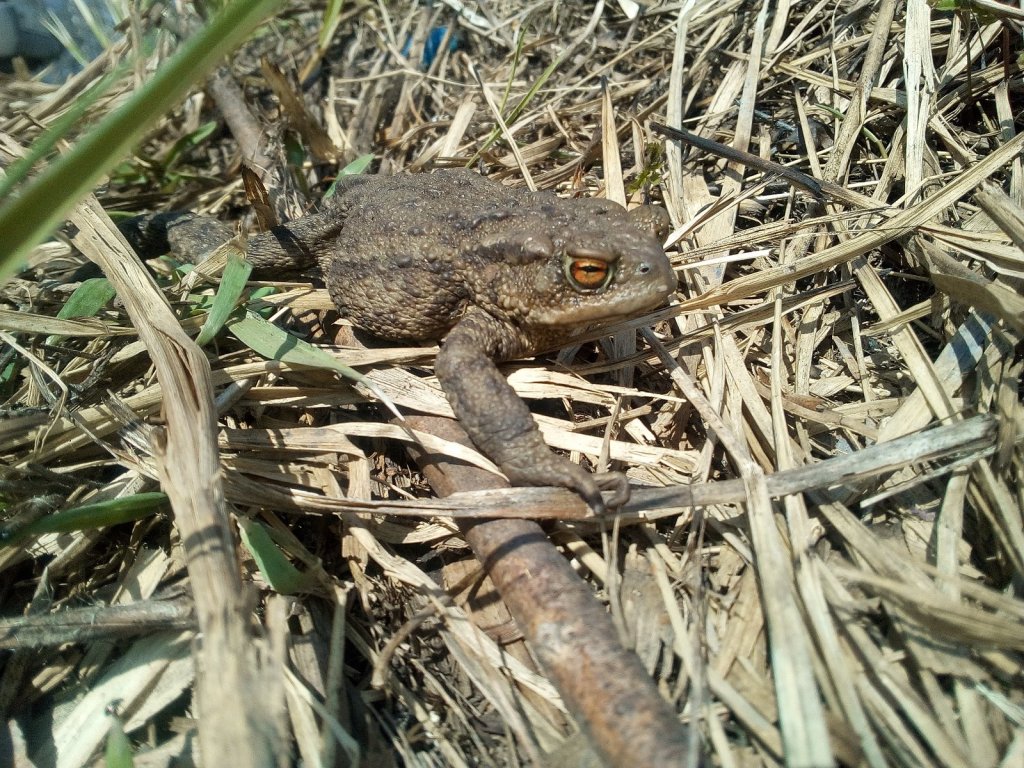Царевна :)