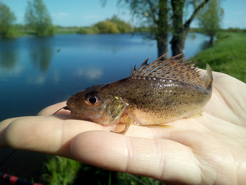 Колючий улов.:)
